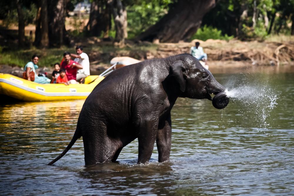 Dubare Elephant Camp